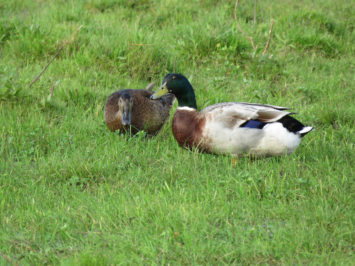 Mallard (Domestic type) - ML642677599