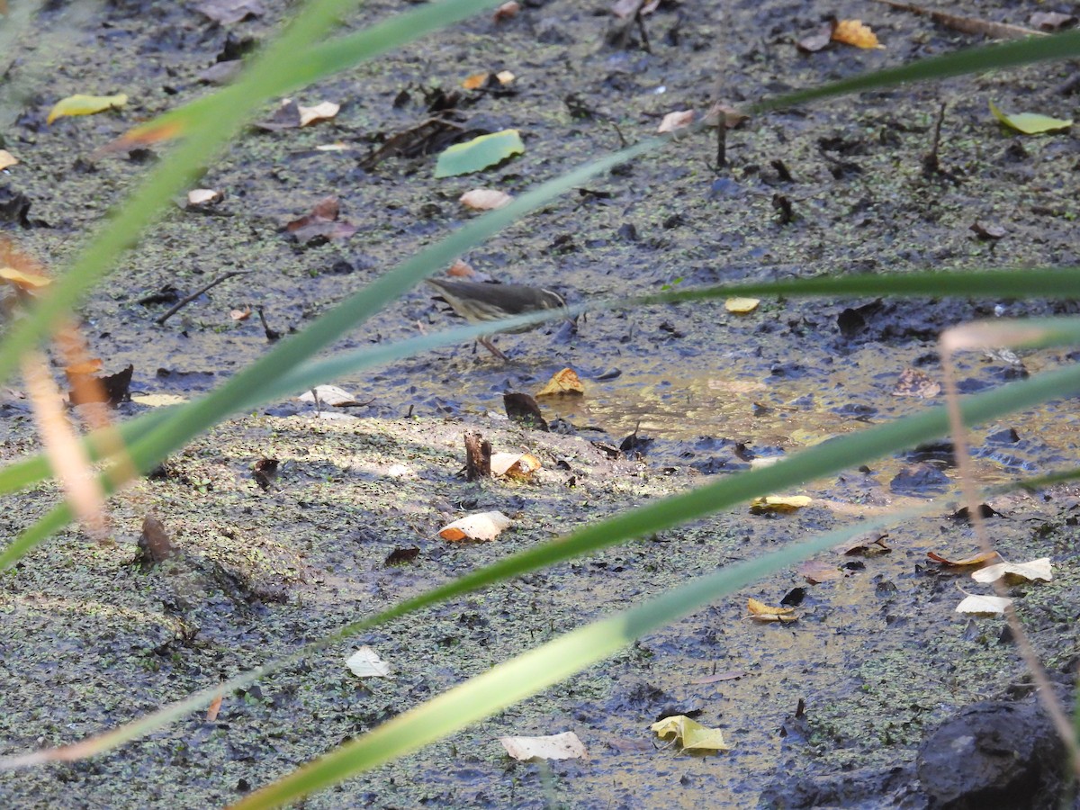 Northern Waterthrush - ML642677603