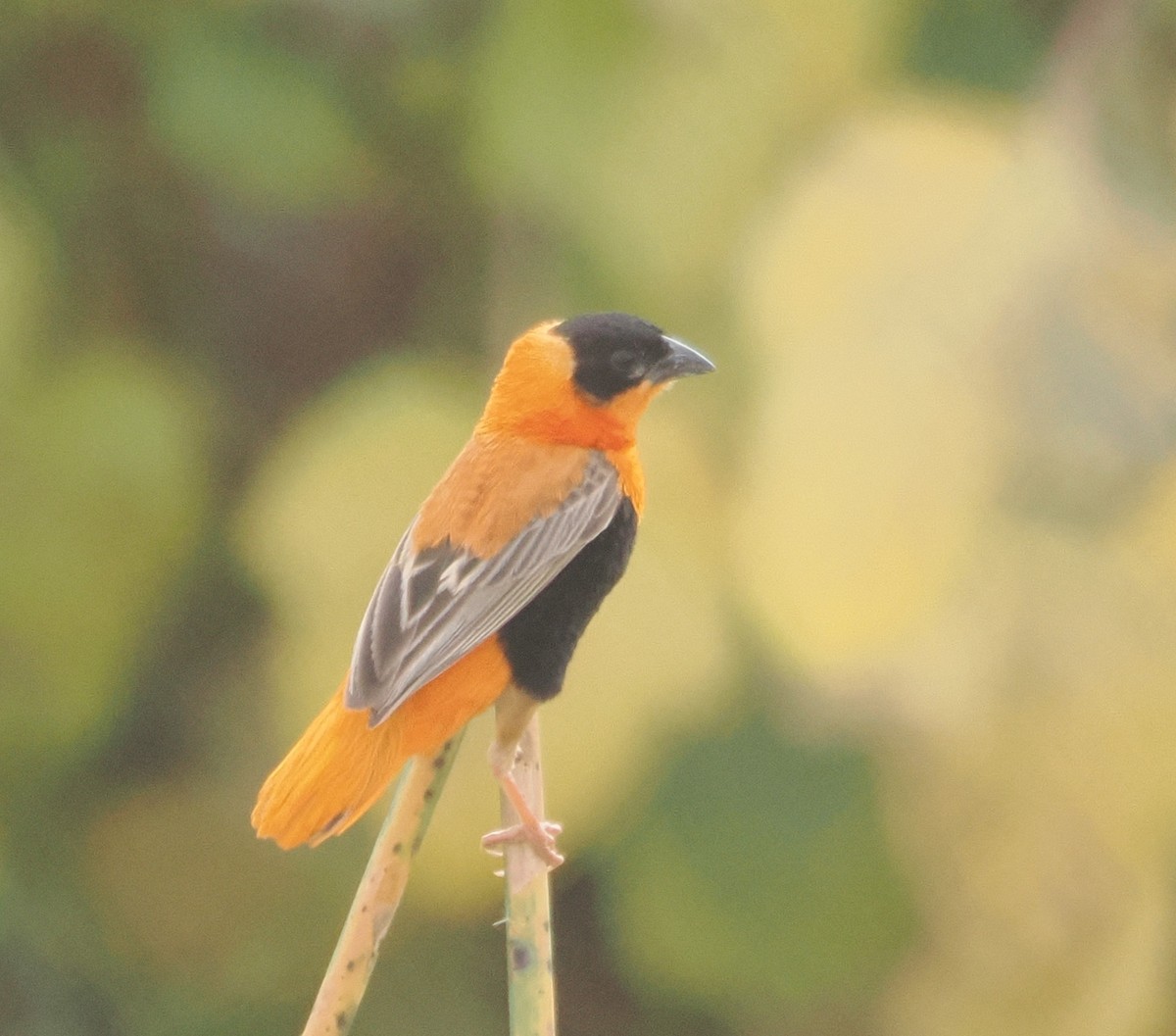 Northern Red Bishop - ML642677606