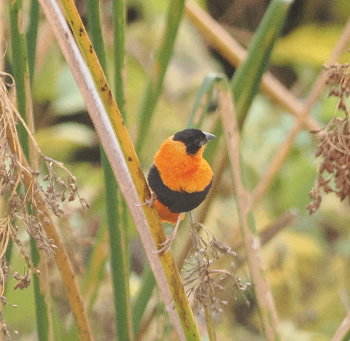 Northern Red Bishop - ML642677617