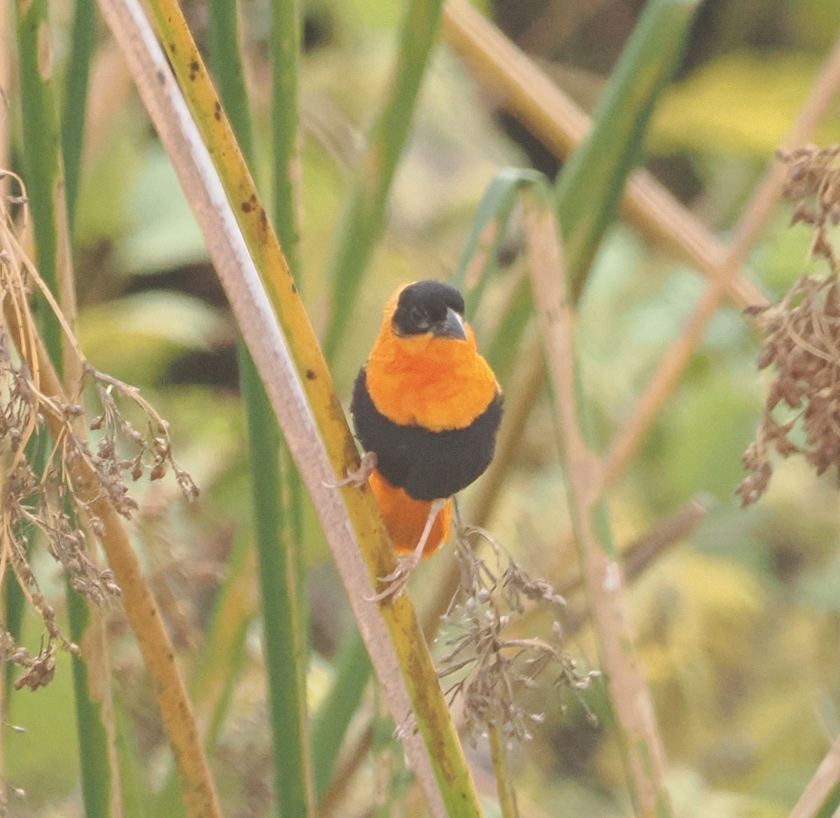 Northern Red Bishop - ML642677625