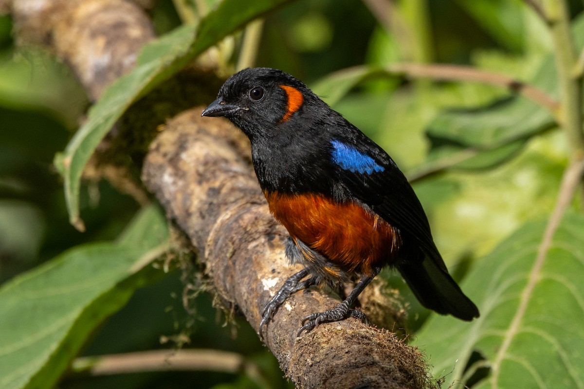 Scarlet-bellied Mountain Tanager - ML642677631