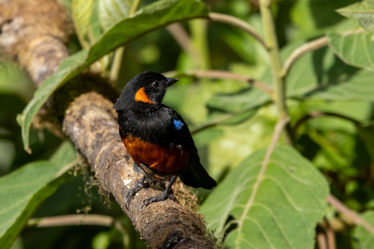 Scarlet-bellied Mountain Tanager - ML642677633