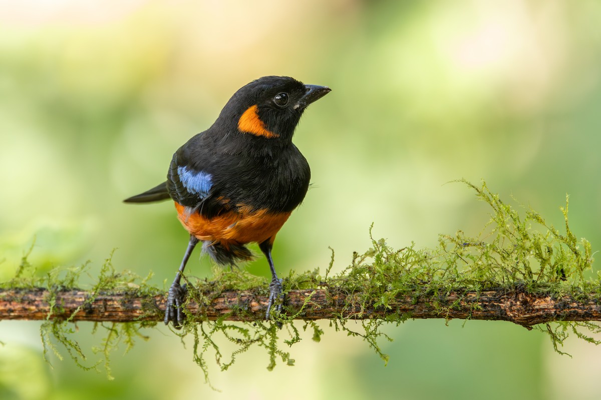 Scarlet-bellied Mountain Tanager - ML642677635