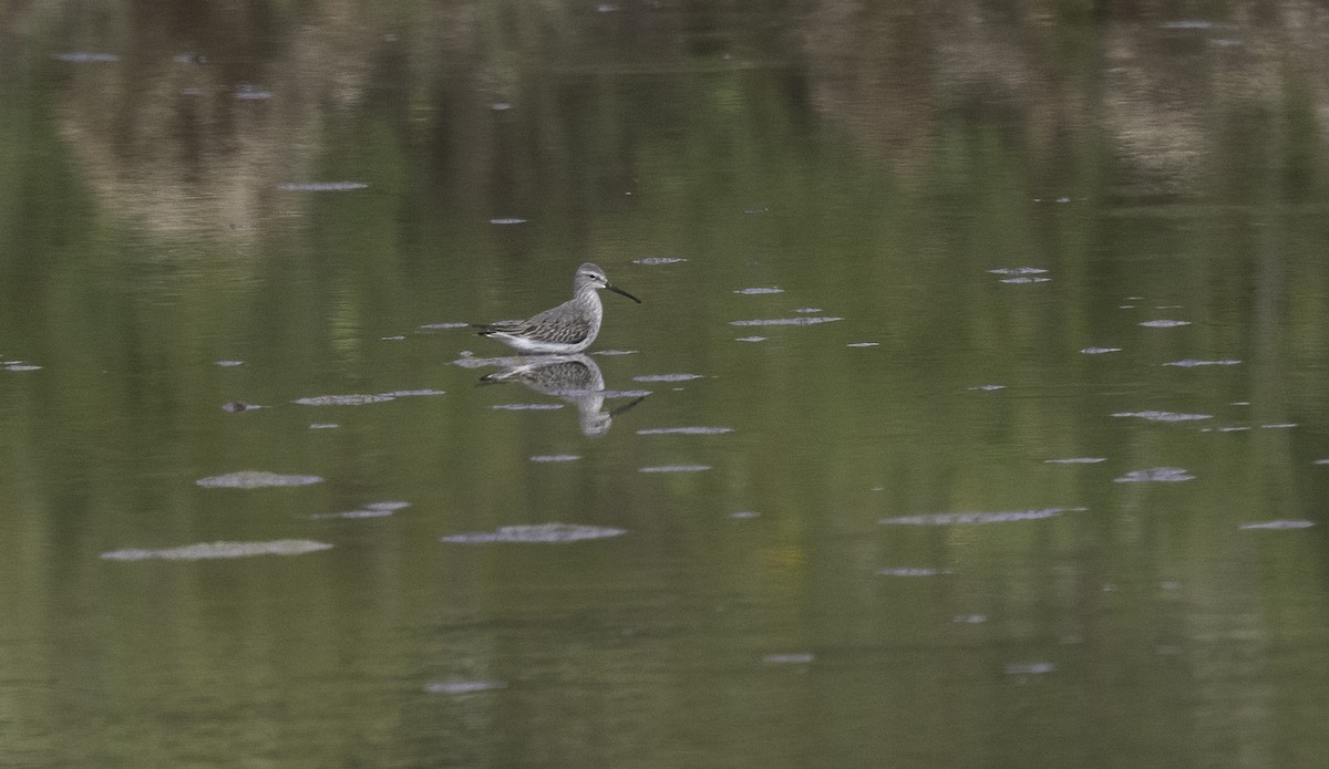 Stilt Sandpiper - ML642677649