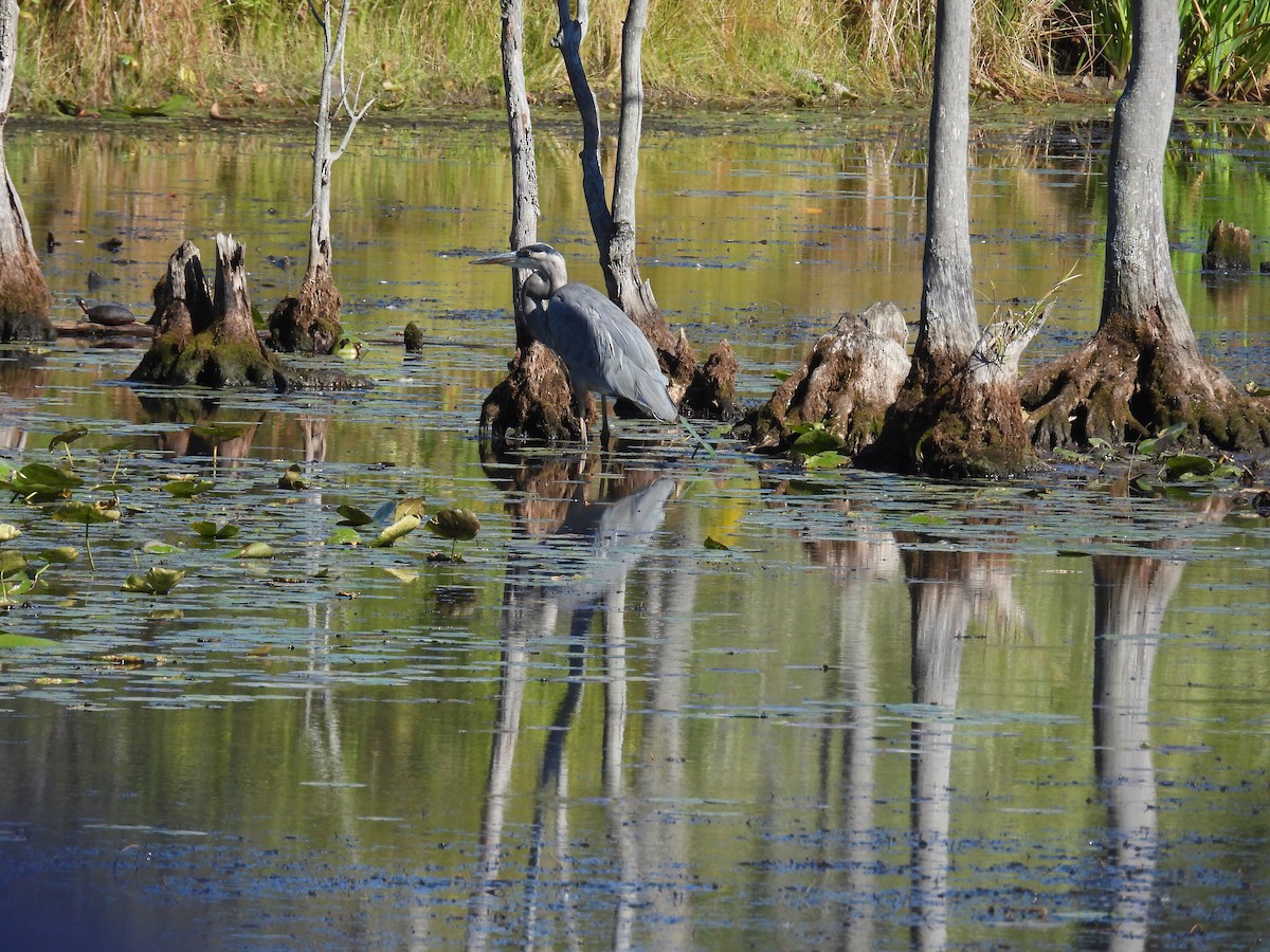 Great Blue Heron - ML642677650
