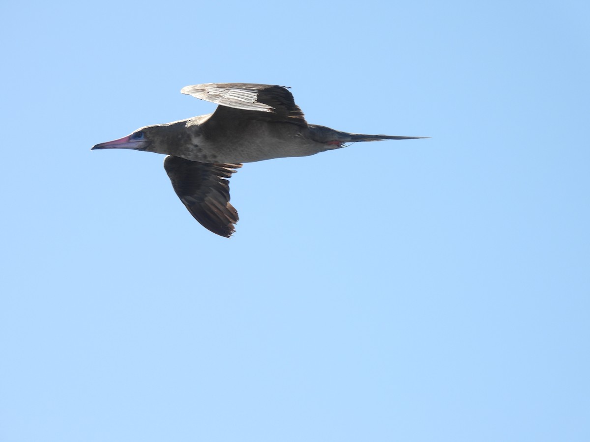 Red-footed Booby - ML642677659