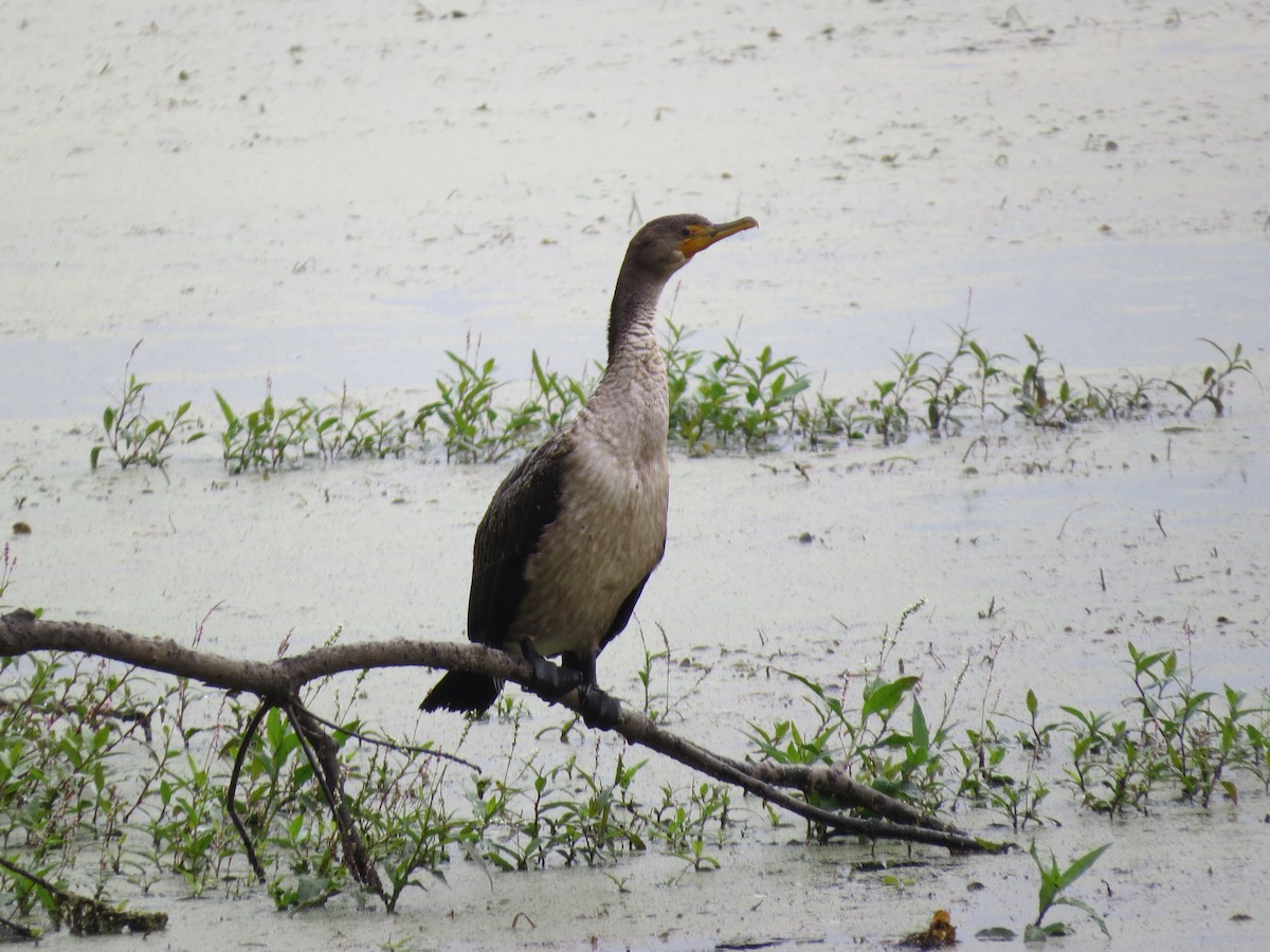Cormoran à aigrettes - ML642677683