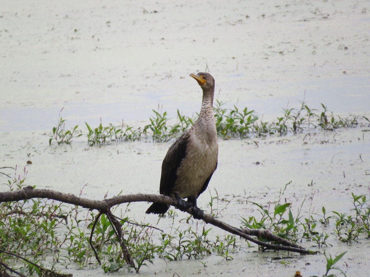 Cormoran à aigrettes - ML642677686