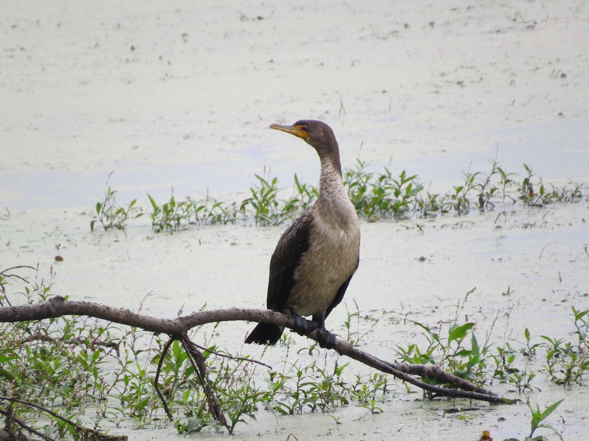 Cormoran à aigrettes - ML642677693