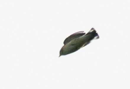 paruline sp. - ML642677695