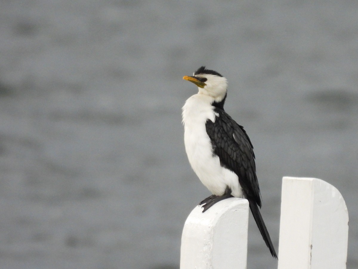 Cormoran pie - ML642677699