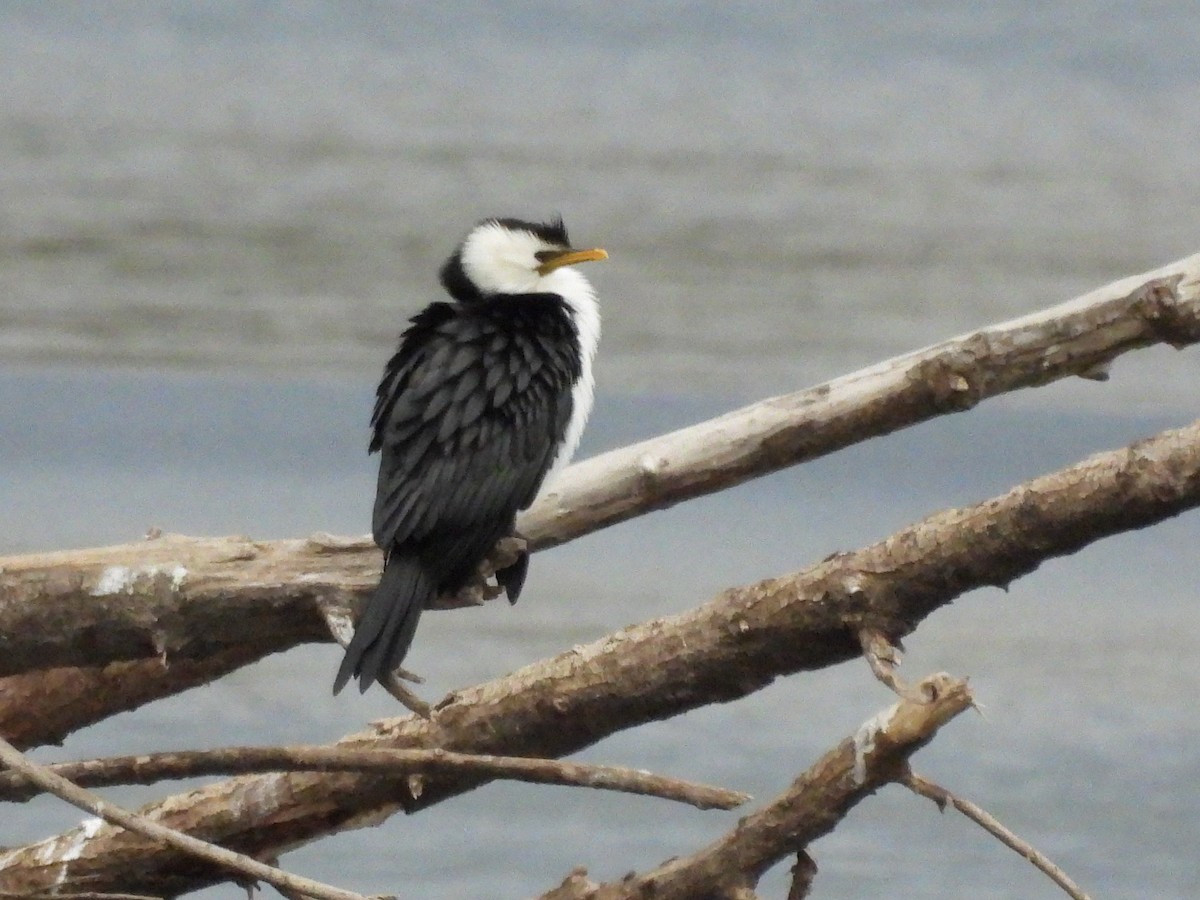 Cormoran pie - ML642677700