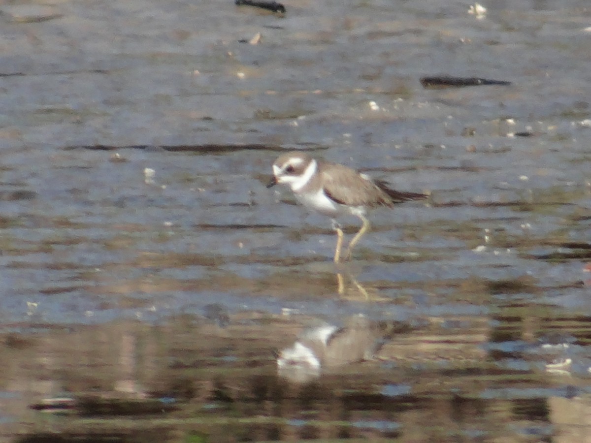 Semipalmated Plover - ML642677714