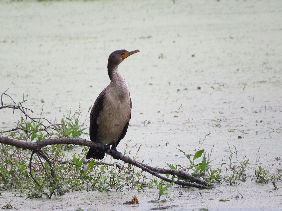 Double-crested Cormorant - ML642677715