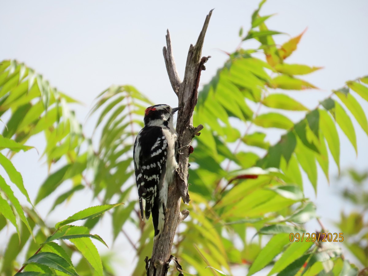 Downy Woodpecker - ML642677716