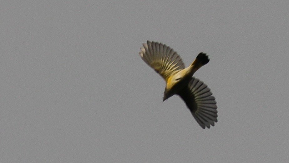 American Redstart - ML642677717