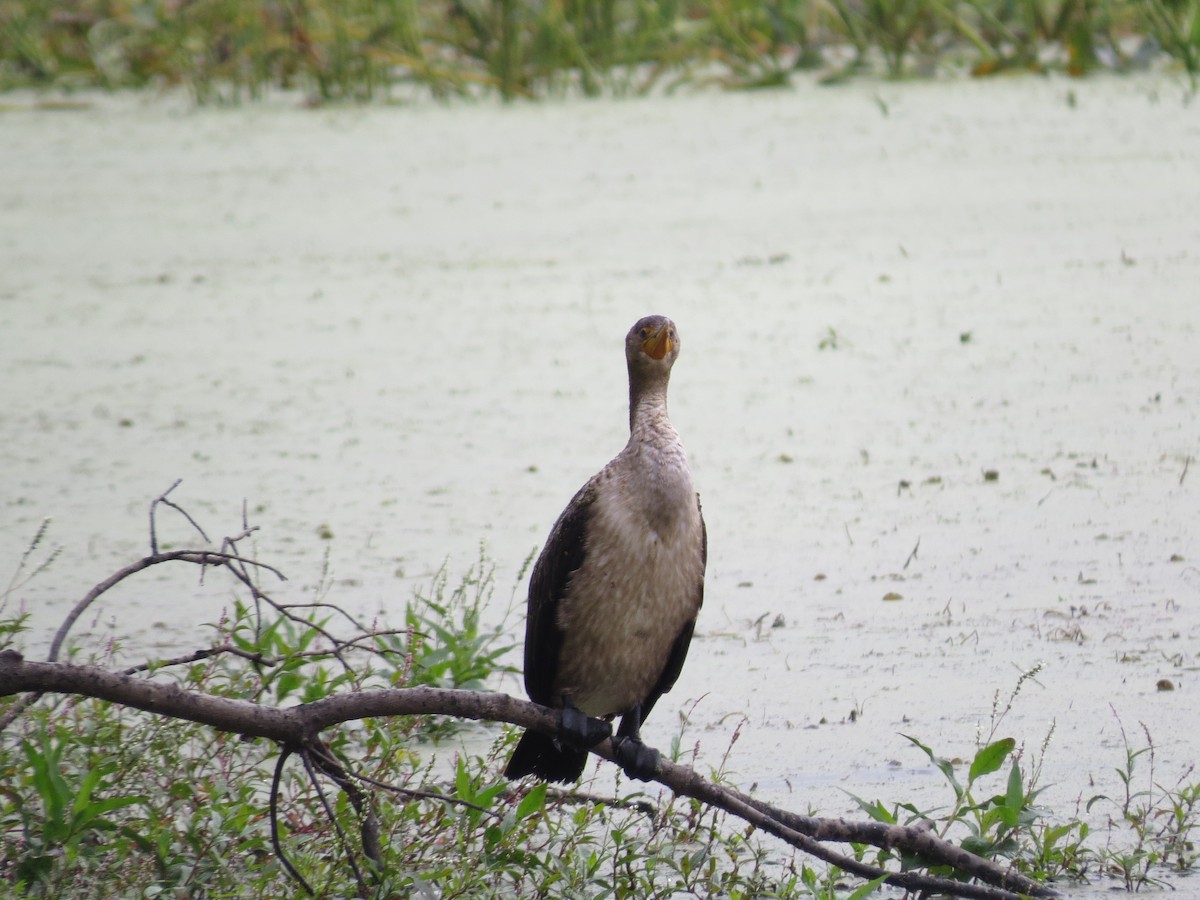 Double-crested Cormorant - ML642677720