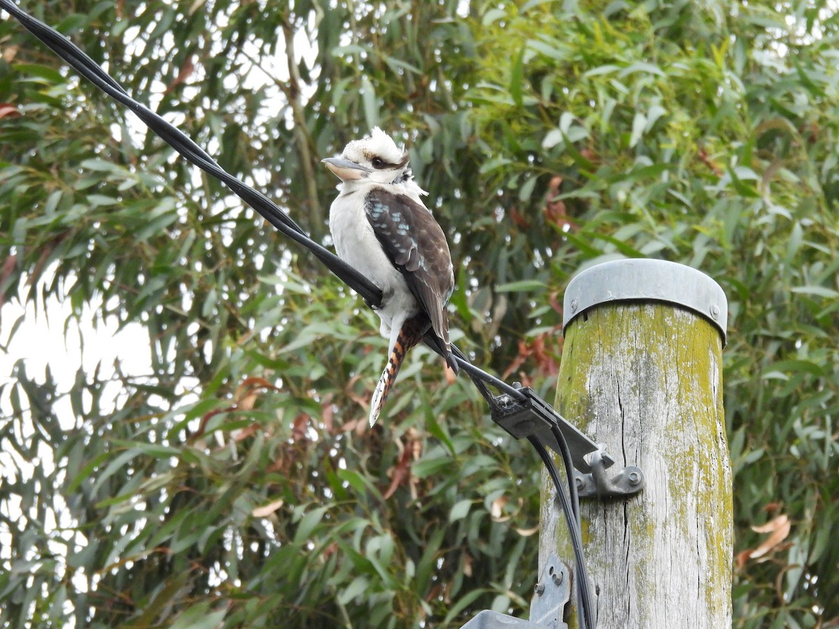 ワライカワセミ - ML642677723