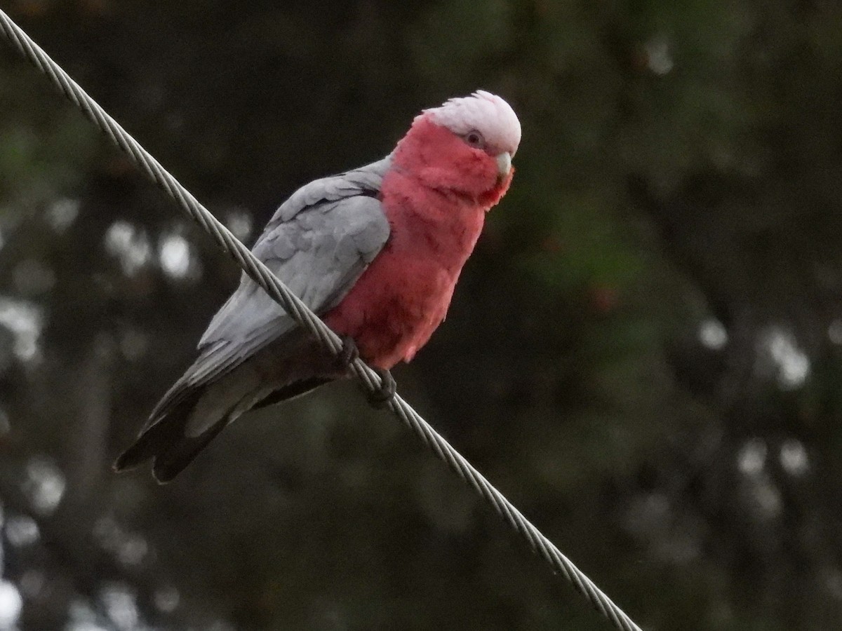Galah - ML642677727
