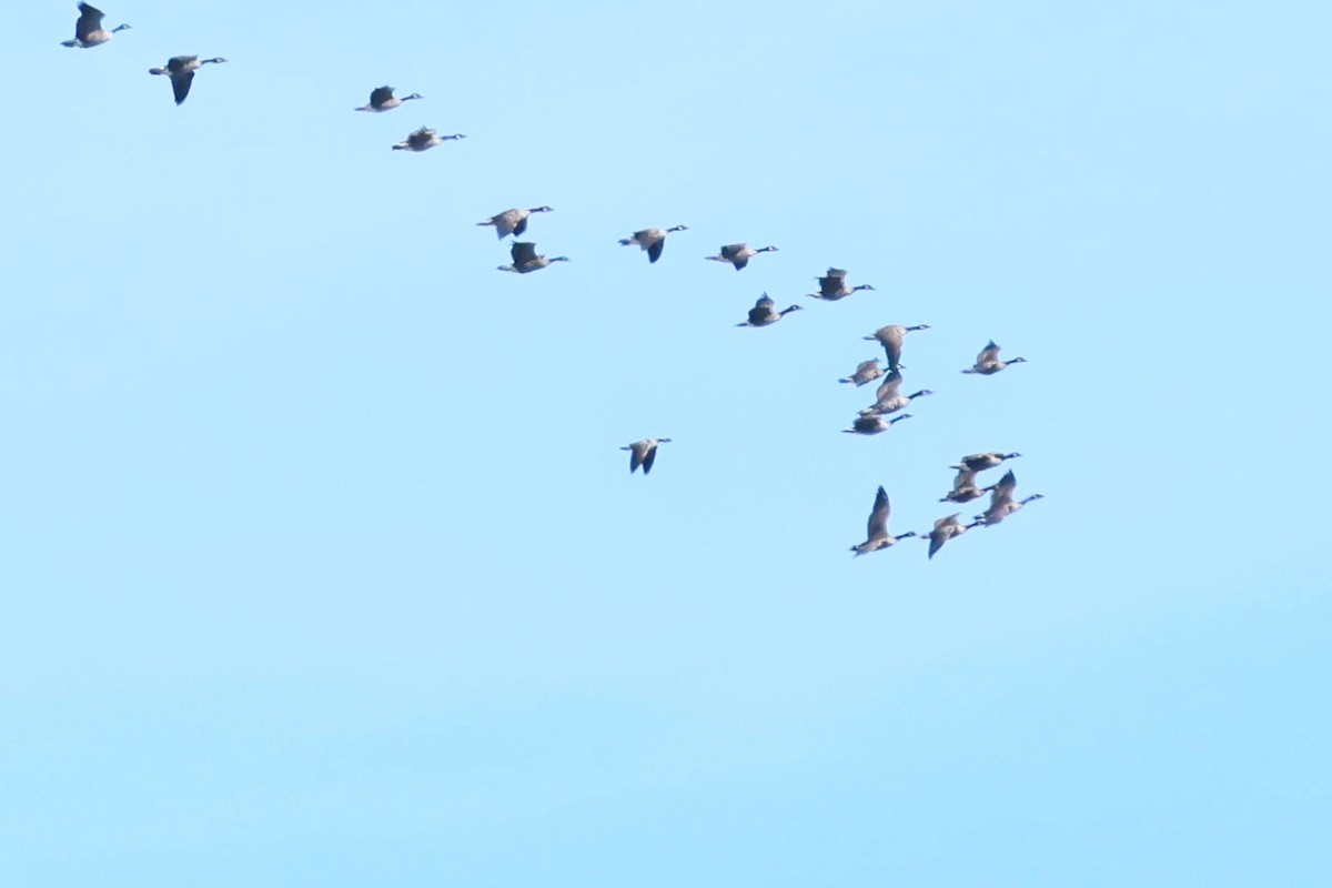 Cackling Goose - ML642677731