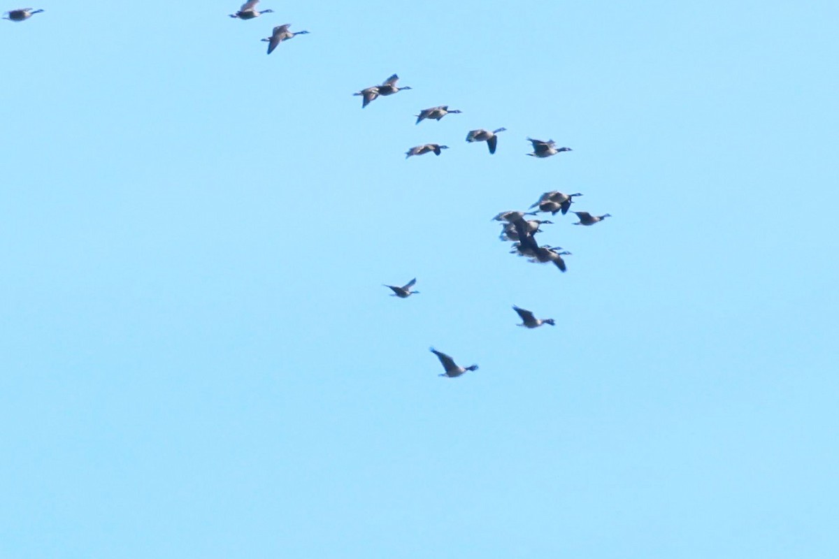 Cackling Goose - ML642677732