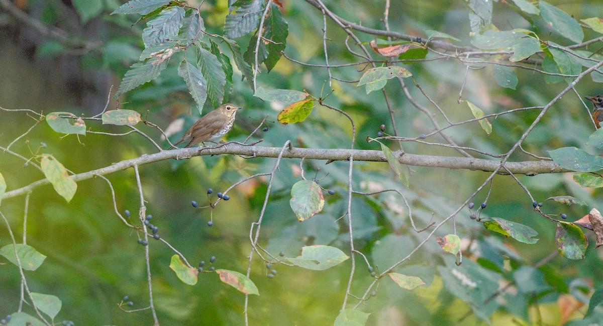 Swainson's Thrush (Olive-backed) - ML642677734