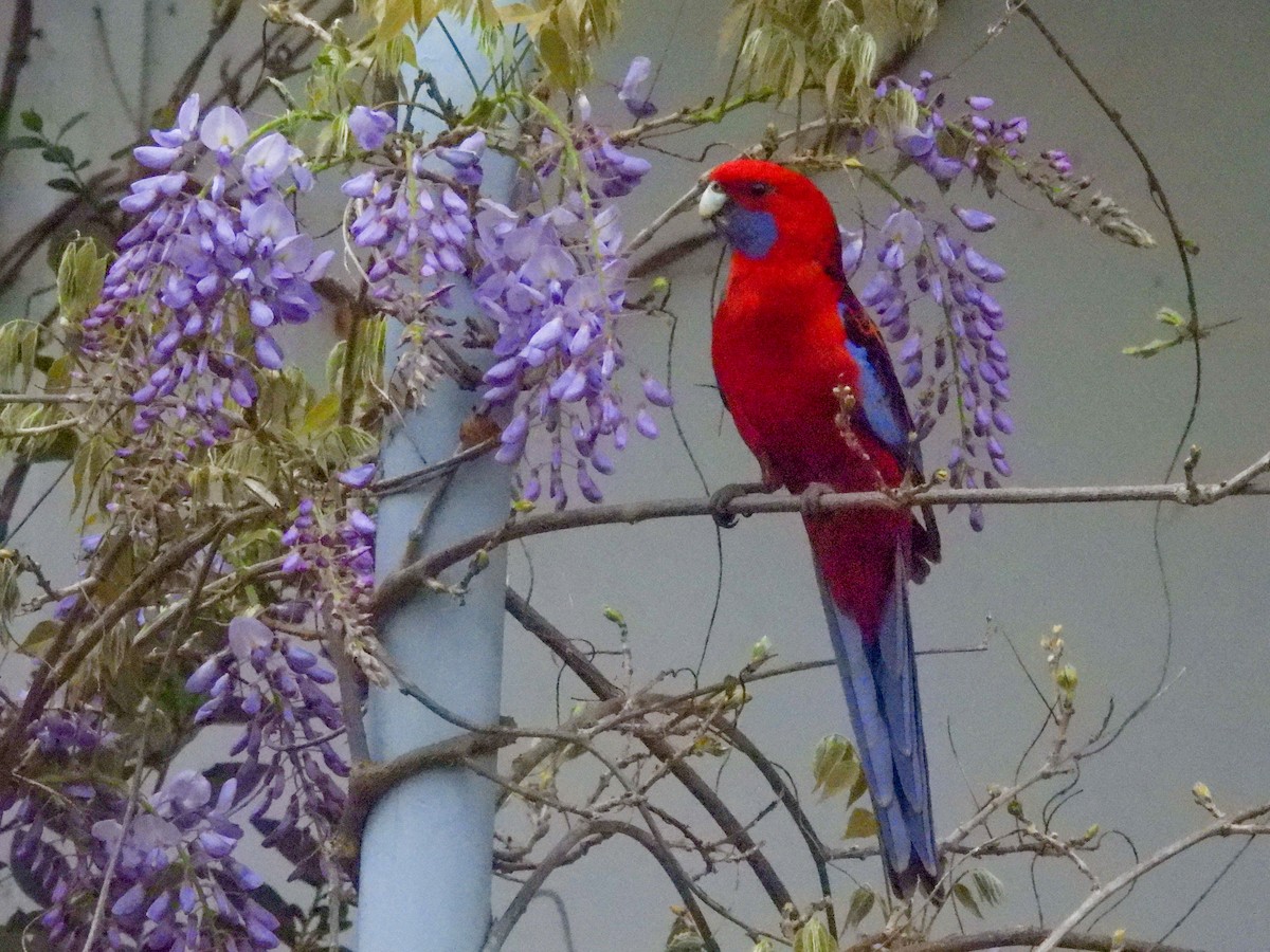 アカクサインコ - ML642677735