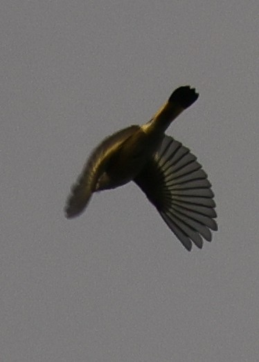 American Redstart - ML642677741