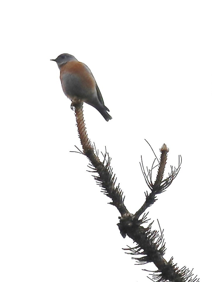 Western Bluebird - ML642677744