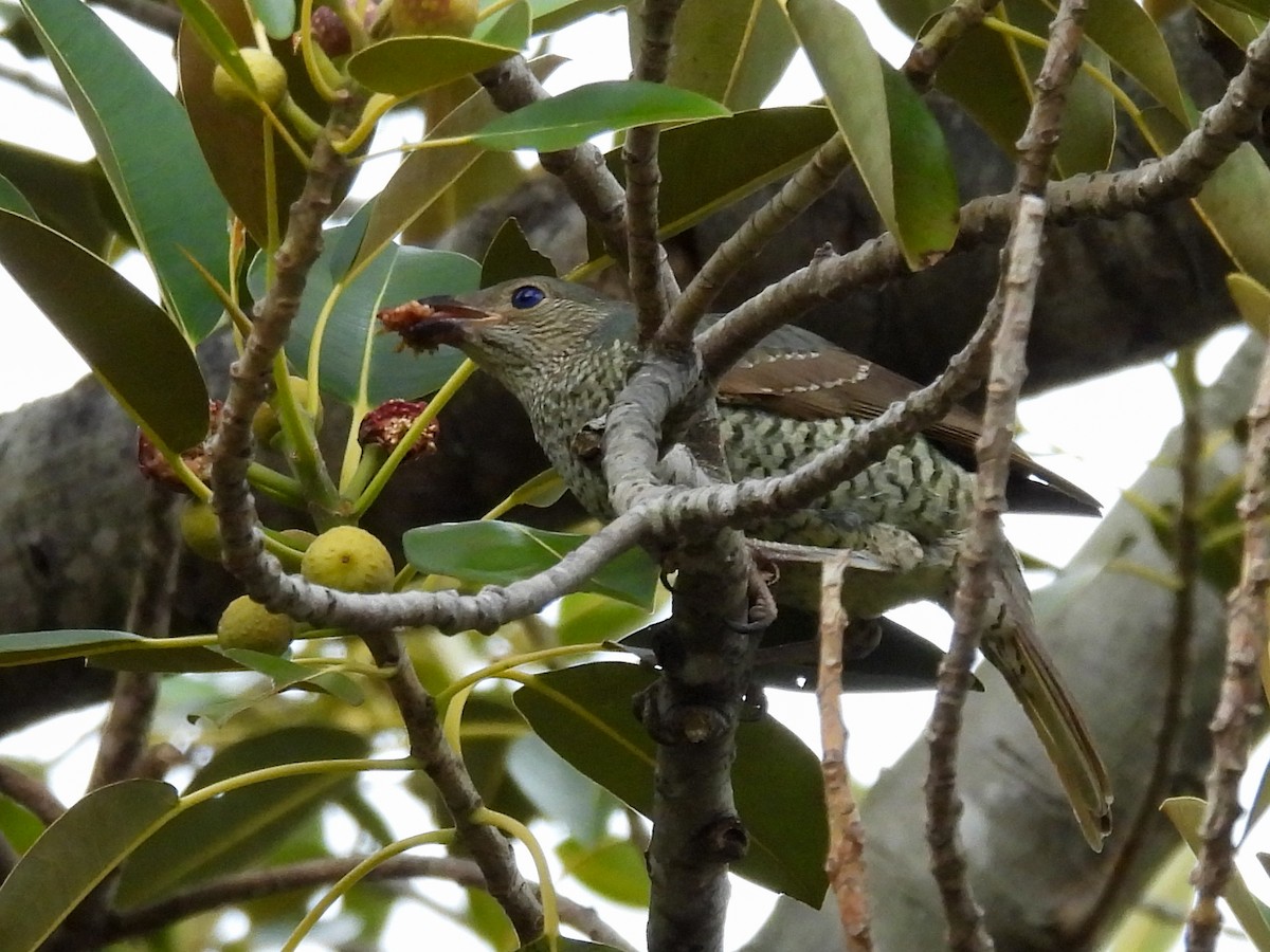 アオアズマヤドリ - ML642677761