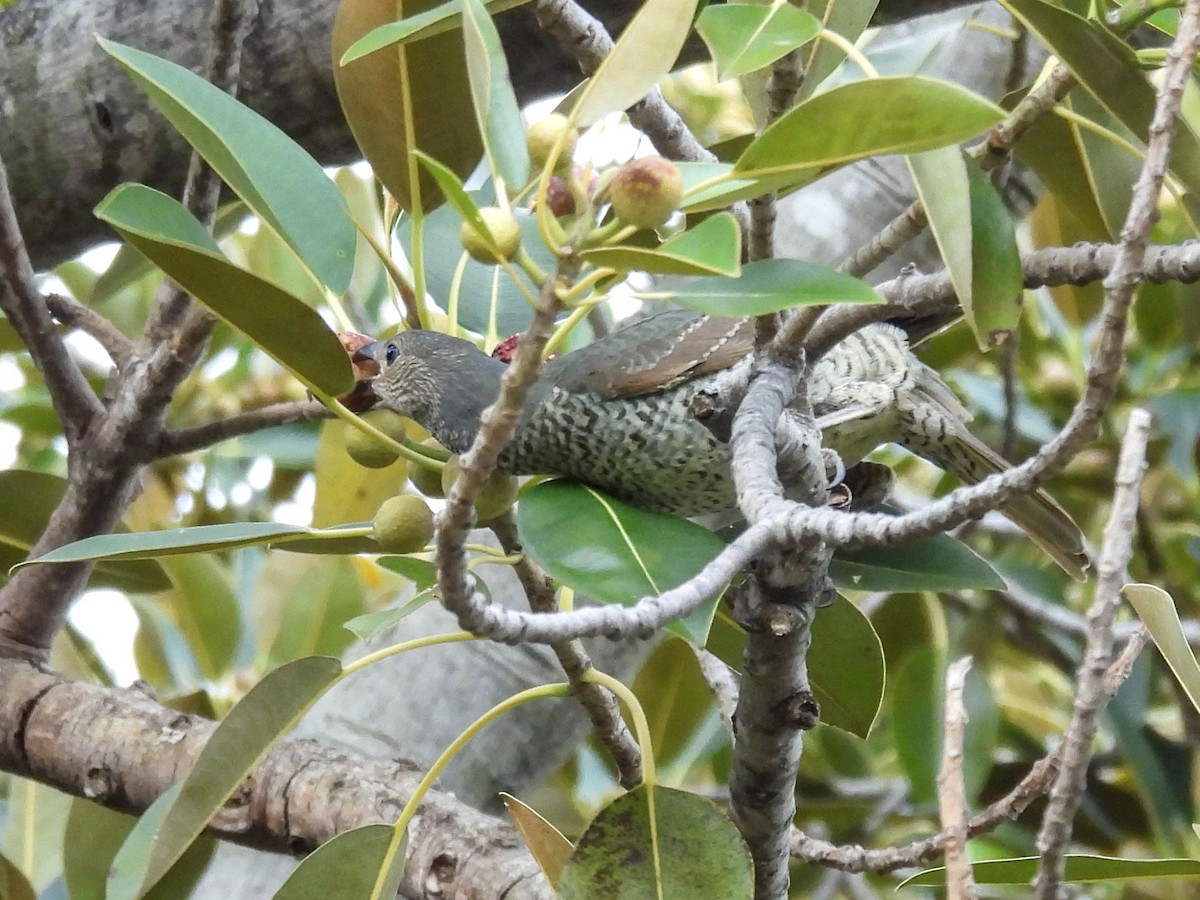 アオアズマヤドリ - ML642677762