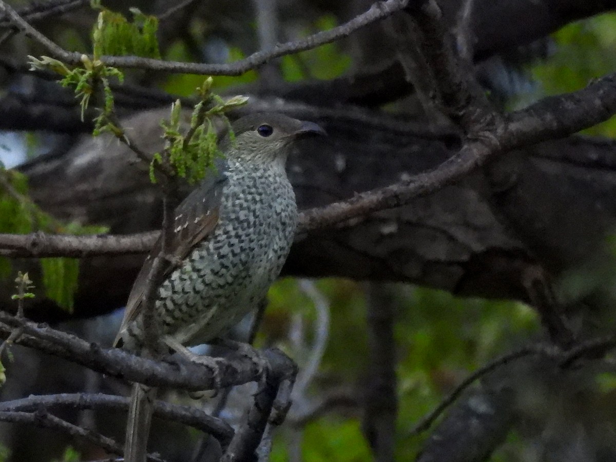 アオアズマヤドリ - ML642677763