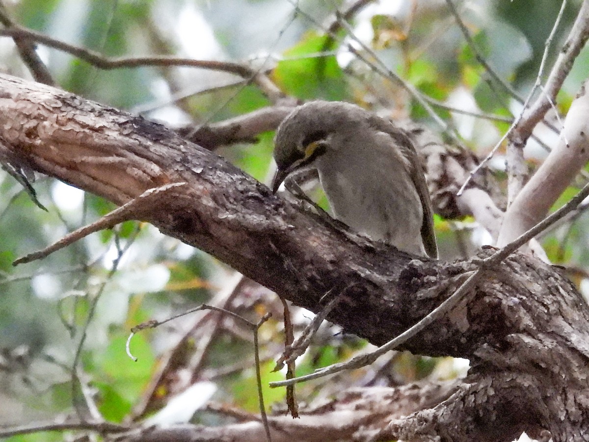 Yellow-faced Honeyeater - ML642677771