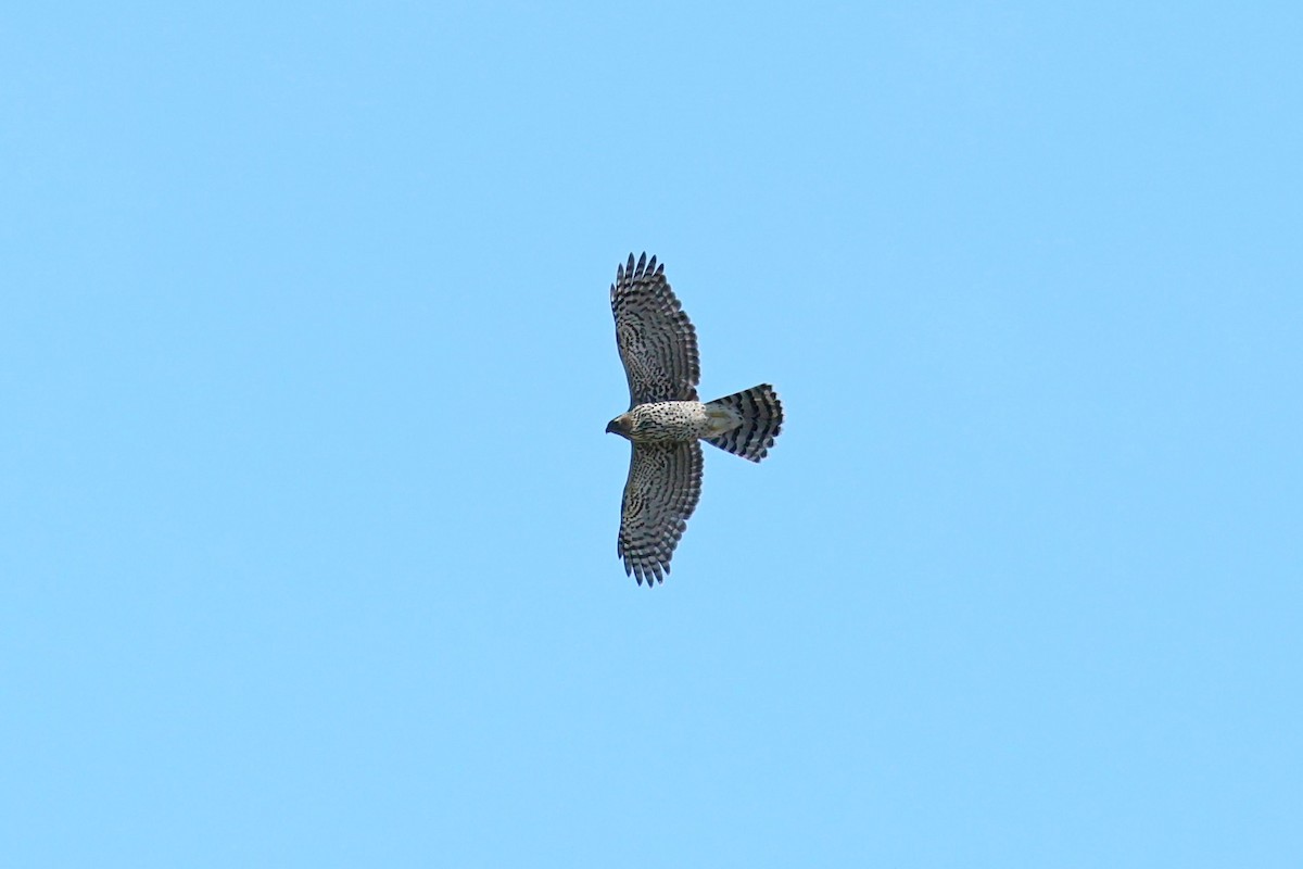 American Goshawk - ML642677775