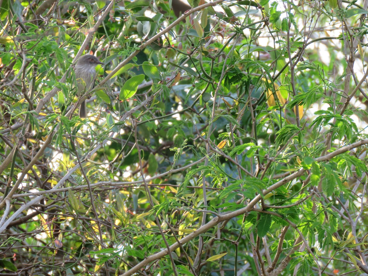 Pearly-vented Tody-Tyrant - ML642677777