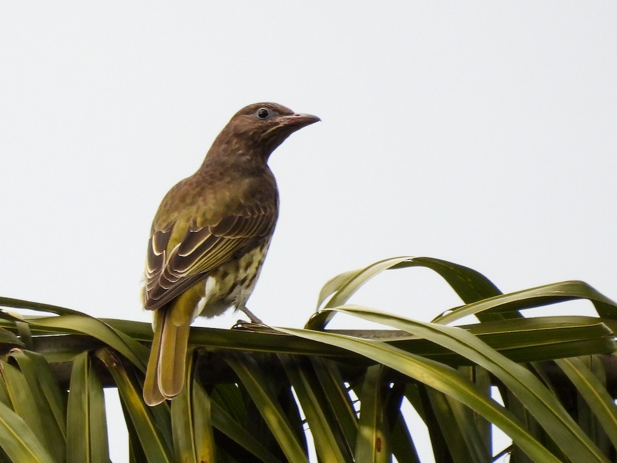 メガネコウライウグイス - ML642677780