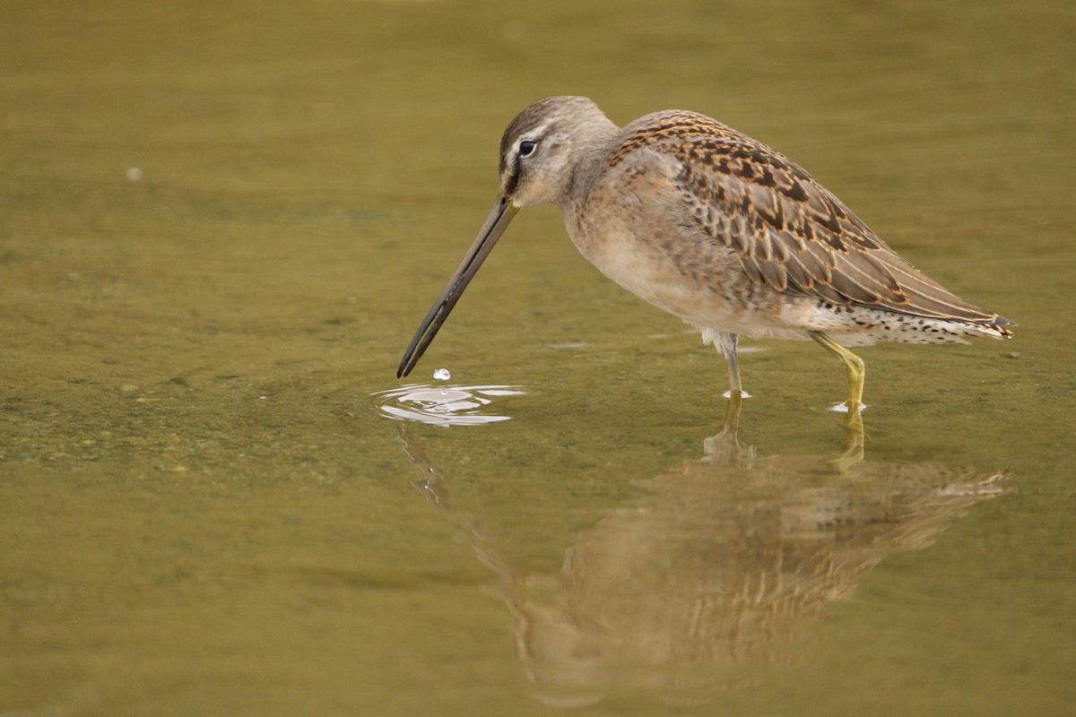 Long-billed Dowitcher - ML642677781