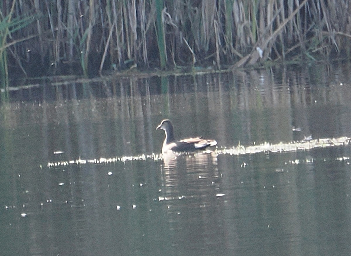 Common Gallinule - ML642677782