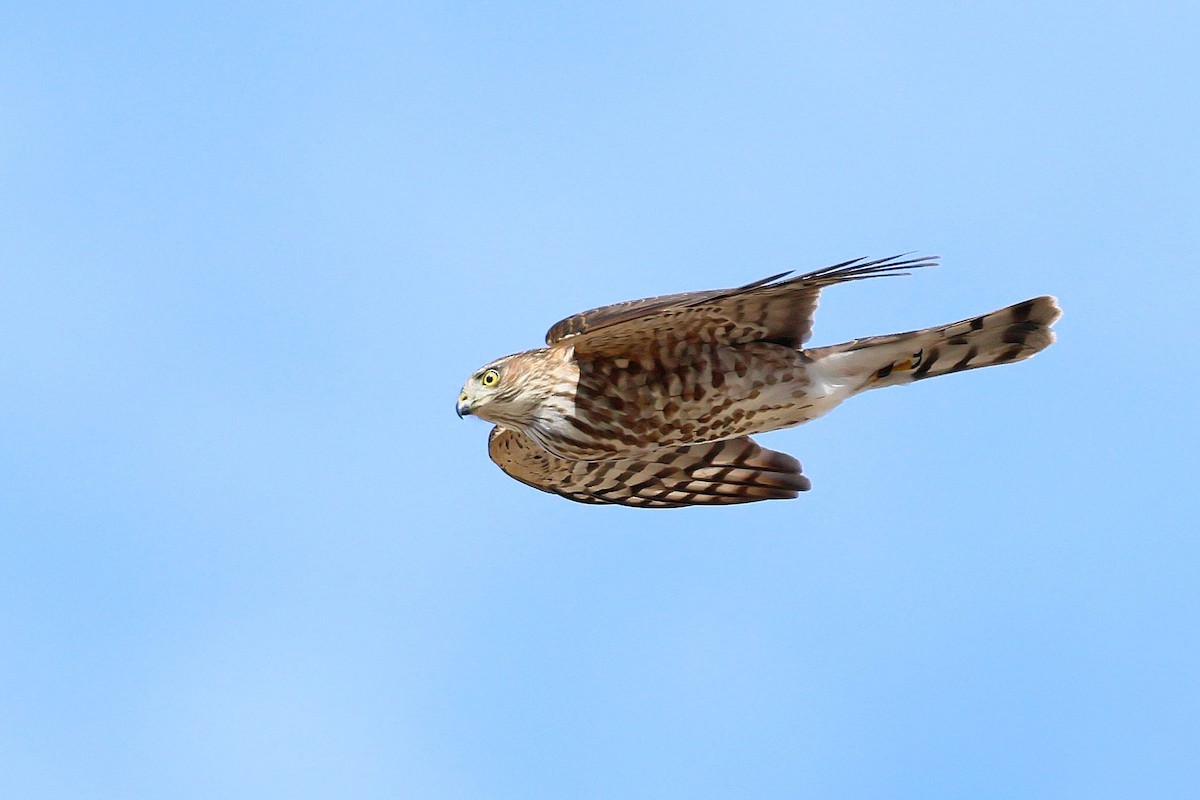 Sharp-shinned Hawk - ML642677783