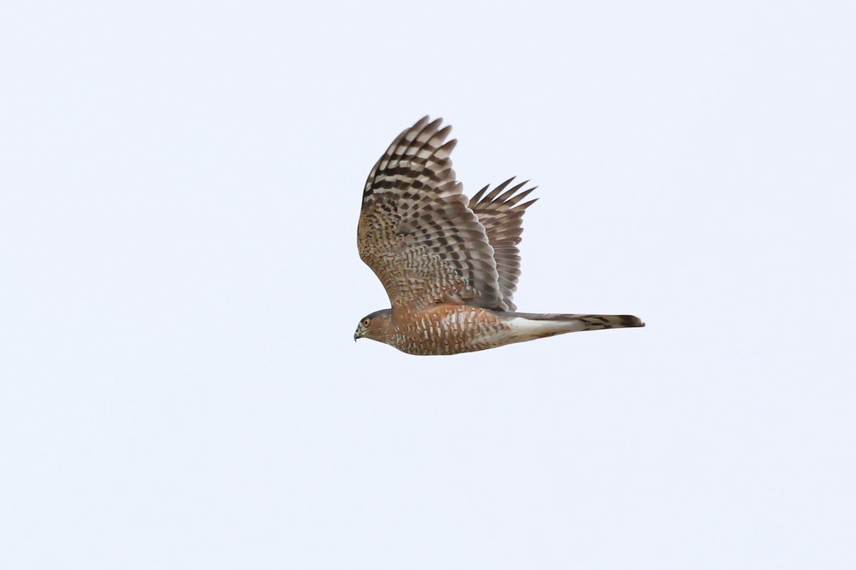 Sharp-shinned Hawk - ML642677784