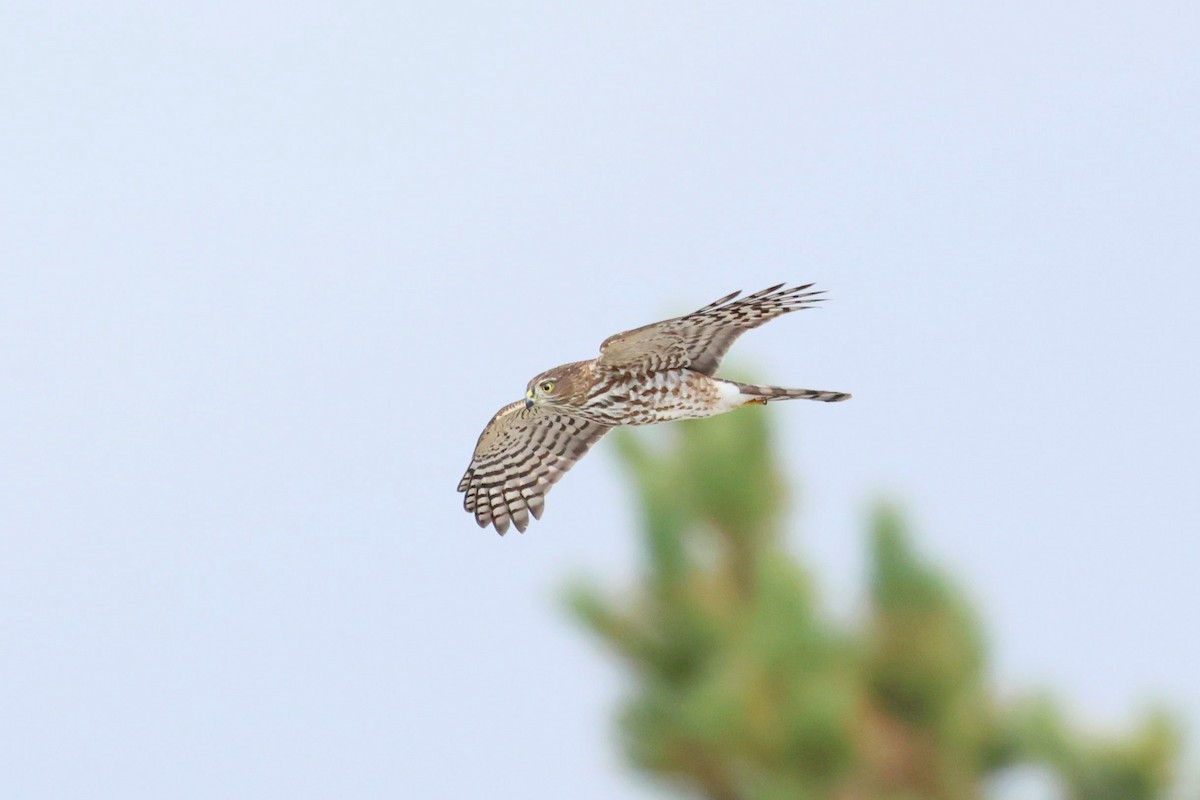 Sharp-shinned Hawk - ML642677785
