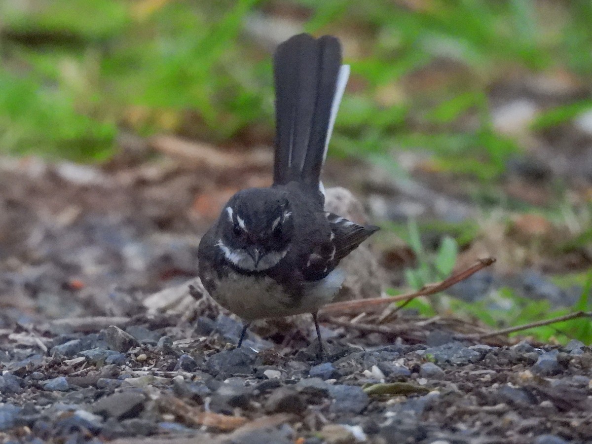 Gray Fantail - ML642677786