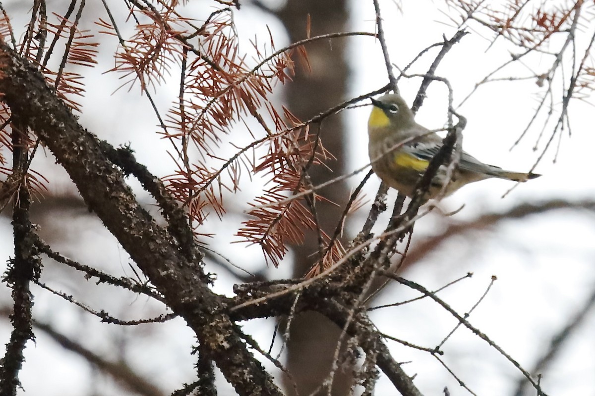 Yellow-rumped Warbler - ML642677787