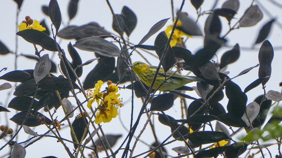 Cape May Warbler - ML642677788