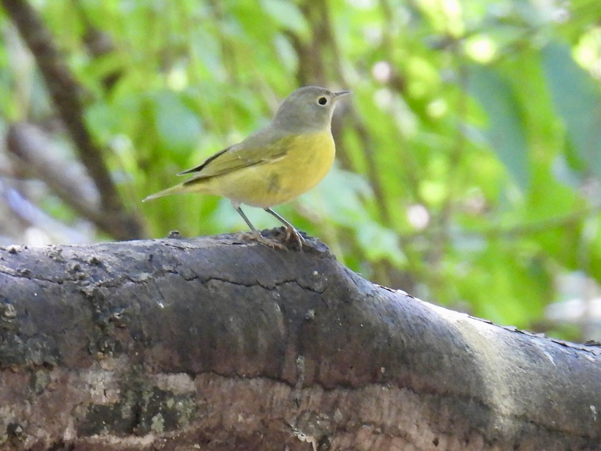 Nashville Warbler - ML642677789