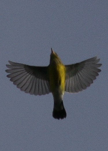 Magnolia Warbler - ML642677791