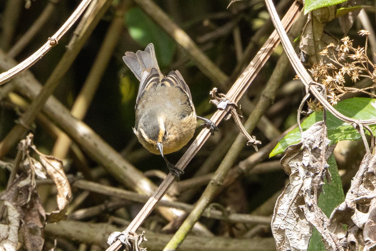 Cinereous Conebill (Ochraceous) - ML642677792