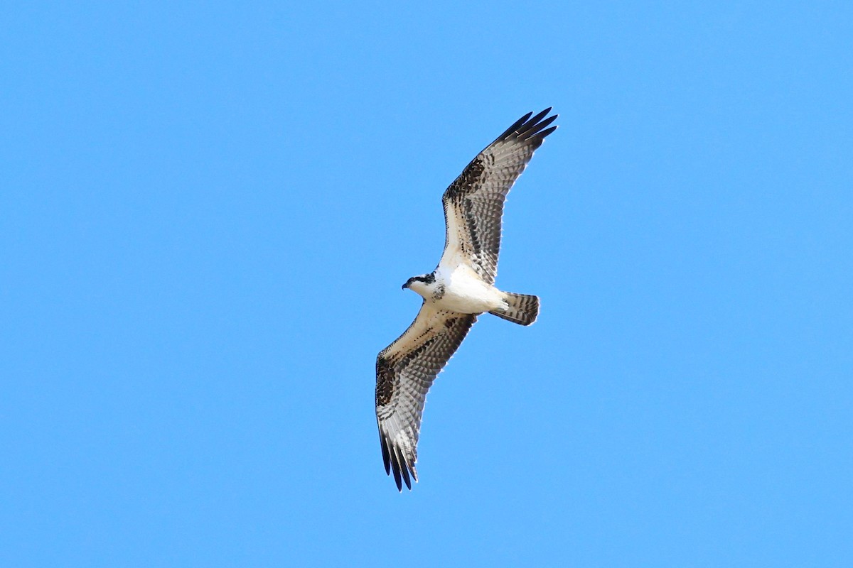 Osprey - ML642677793