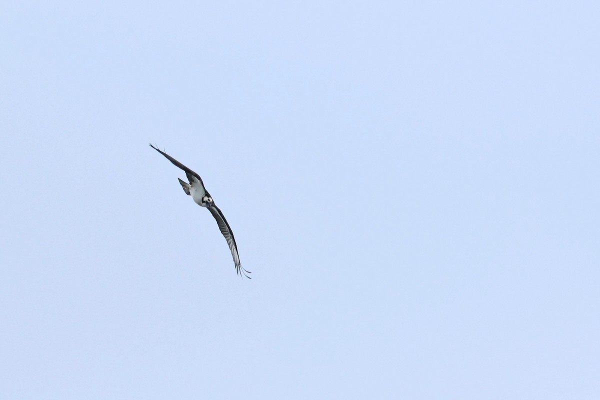 Osprey - ML642677794